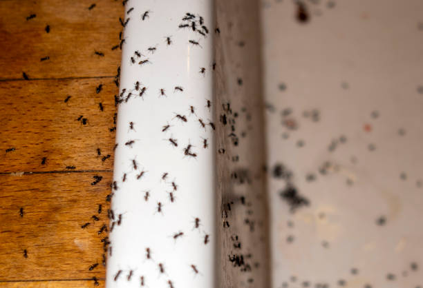 Best Local Pest Control Services  in Provo, UT